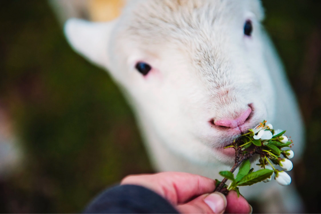 There is no doubt that the lamb is the most significant symbol of Easter.