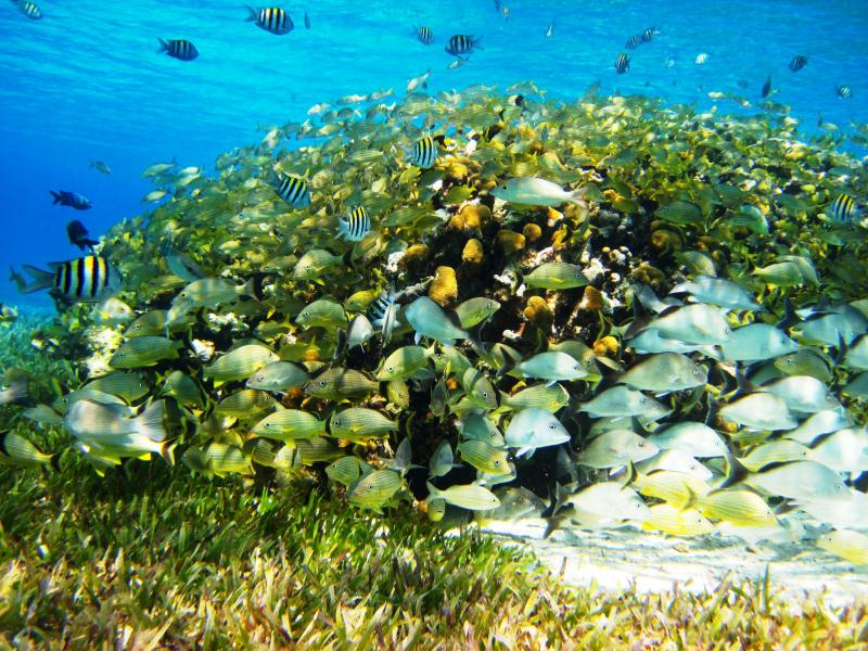 Coral Reefs and Tropical Fish