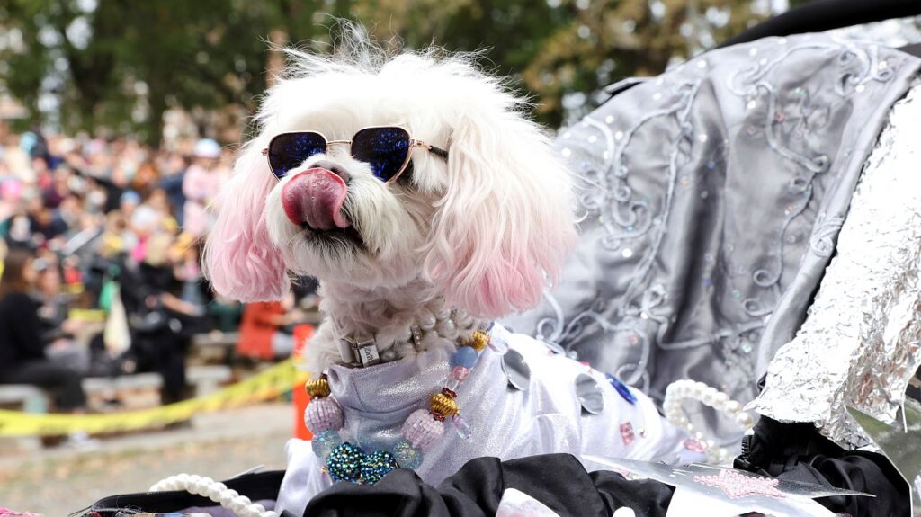 NYC’s Tompkins Square Dog Parade sees the most petrifying—and fabulous—pooches from the Big Apple.